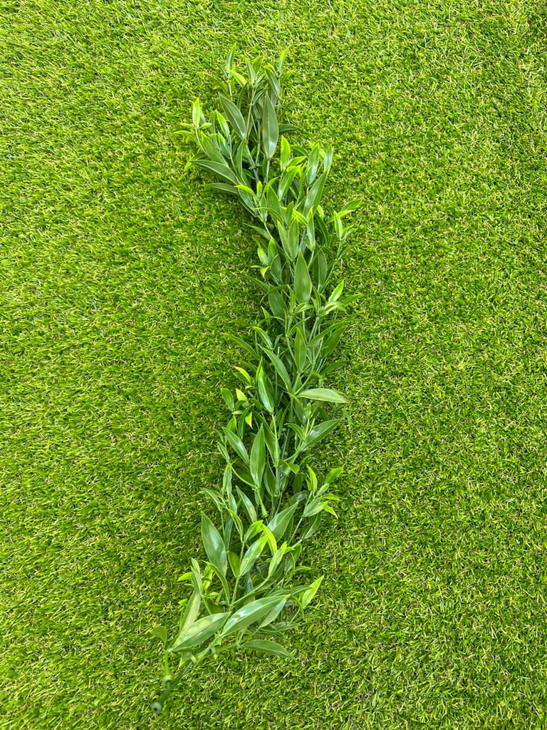 MATAS COLGANTES DK DIANTHUS CCGT003