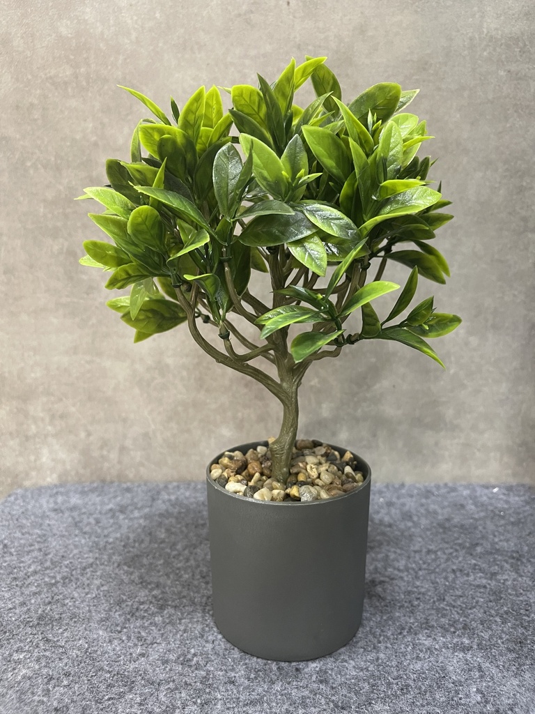 BONSAY ARBOL DE LA FELICIDAD