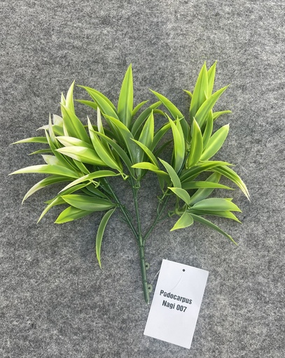 RAMILLETE PODOCARPUS NAGI (CCGW007)