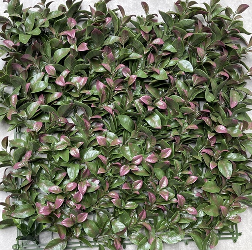 FOLLAJE GARDENIA (CCGA192) 50x50